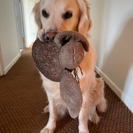 Maison Albatros Pensión Pyla-sur-Mer