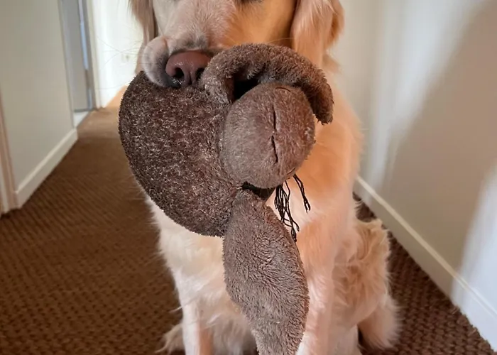 Maison Albatros Gæstehus Pyla-sur-Mer