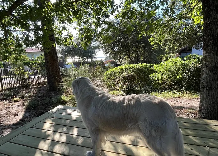 Gæstehus Maison Albatros